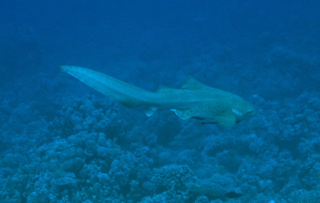 Egypten, Sharm El Sheikh - Dykkerrejse