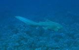Egypten, Sharm El Sheikh - Dykkerrejse