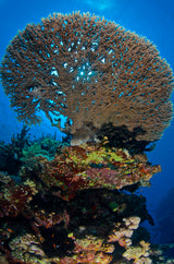 Safaga, Egypten - Grupperejse