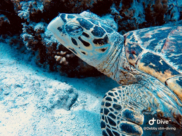 Egypten, Hurghada  - Liveaboard Uge 42, North Safari